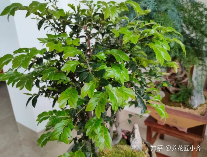 我要关于养花的知识与技术的书，养花入门很简单，记住“久病成医”，真正爱花，才能变成养花高手