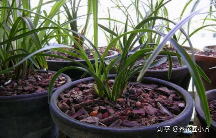 我要关于养花的知识与技术的书，养花入门很简单，记住“久病成医”，真正爱花，才能变成养花高手