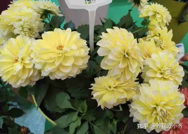 我要关于养花的知识与技术的书，养花入门很简单，记住“久病成医”，真正爱花，才能变成养花高手