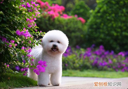 比熊能吃核桃吗 比熊能吃樱桃吗