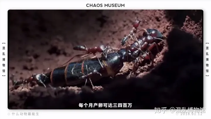 有趣的动物 冷知识，动物有哪些冷知识？