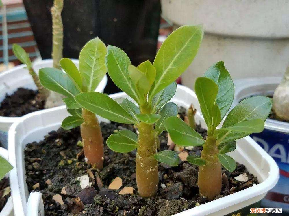 花怎么护养，把花养好了，基础知识别忘了，最后一个格外重要