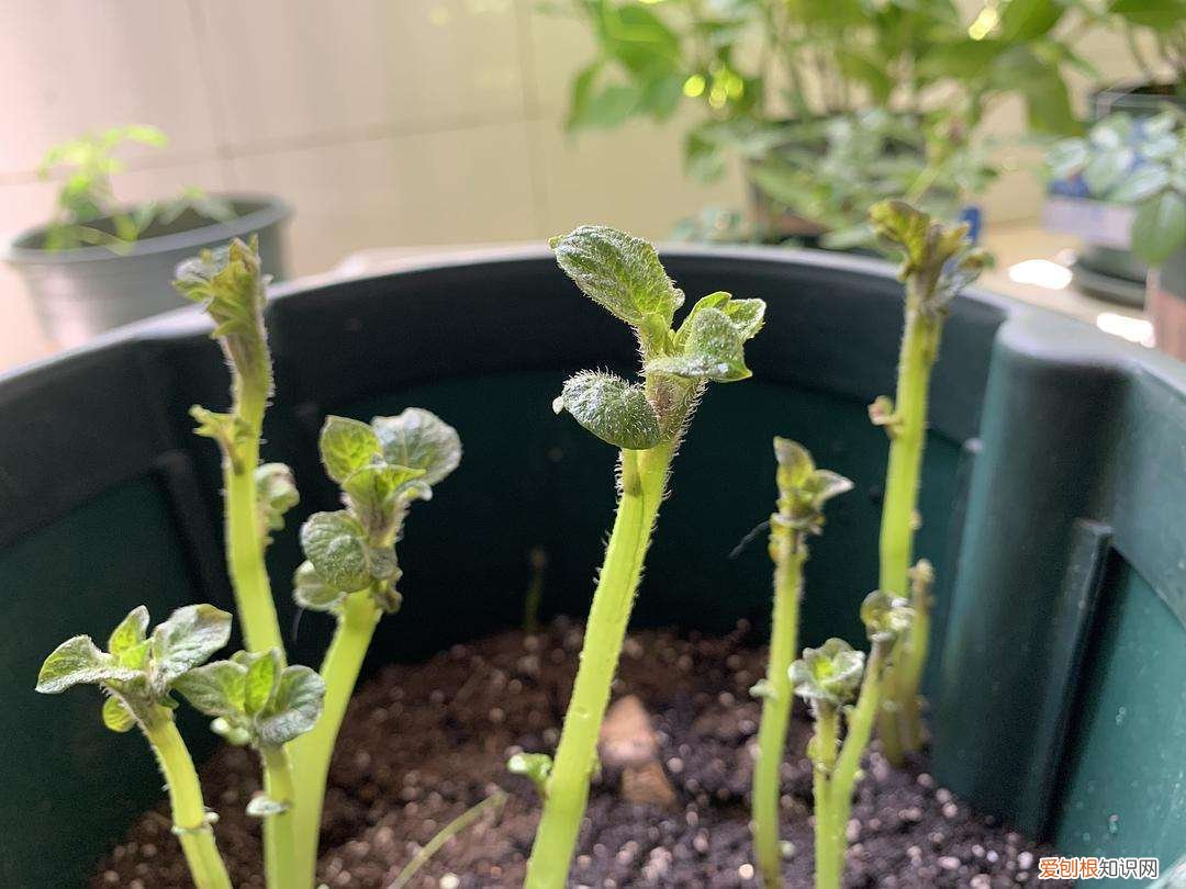 花怎么护养，把花养好了，基础知识别忘了，最后一个格外重要