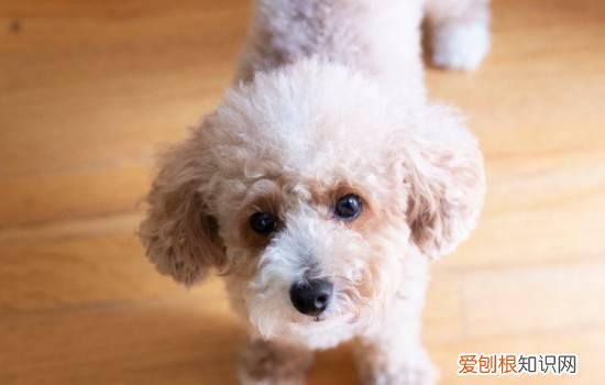 狗被蜱虫咬后用什么药 狗狗被蜱虫咬了用什么药