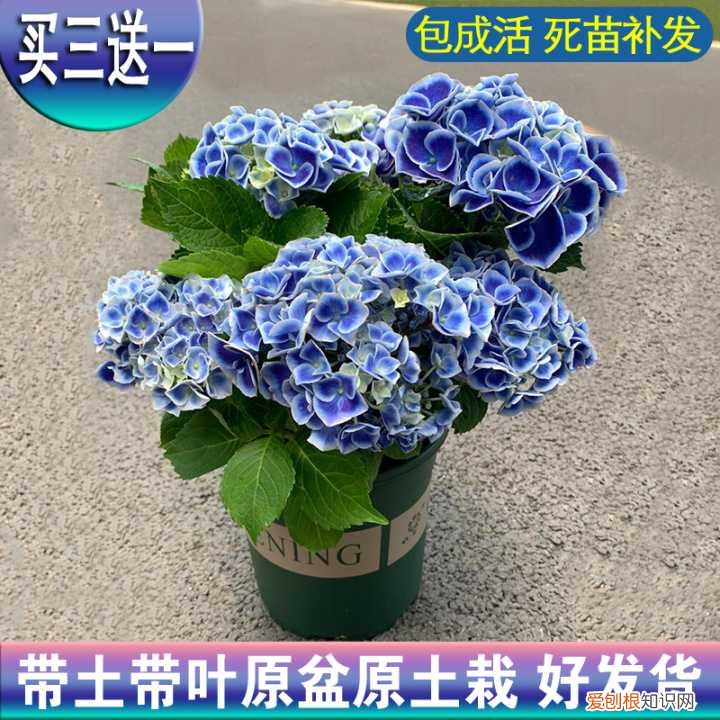 种花养花常识，可不可以给我普及一个养花小知识？