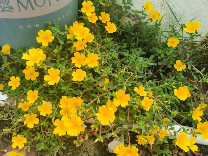 种花养花常识，可不可以给我普及一个养花小知识？