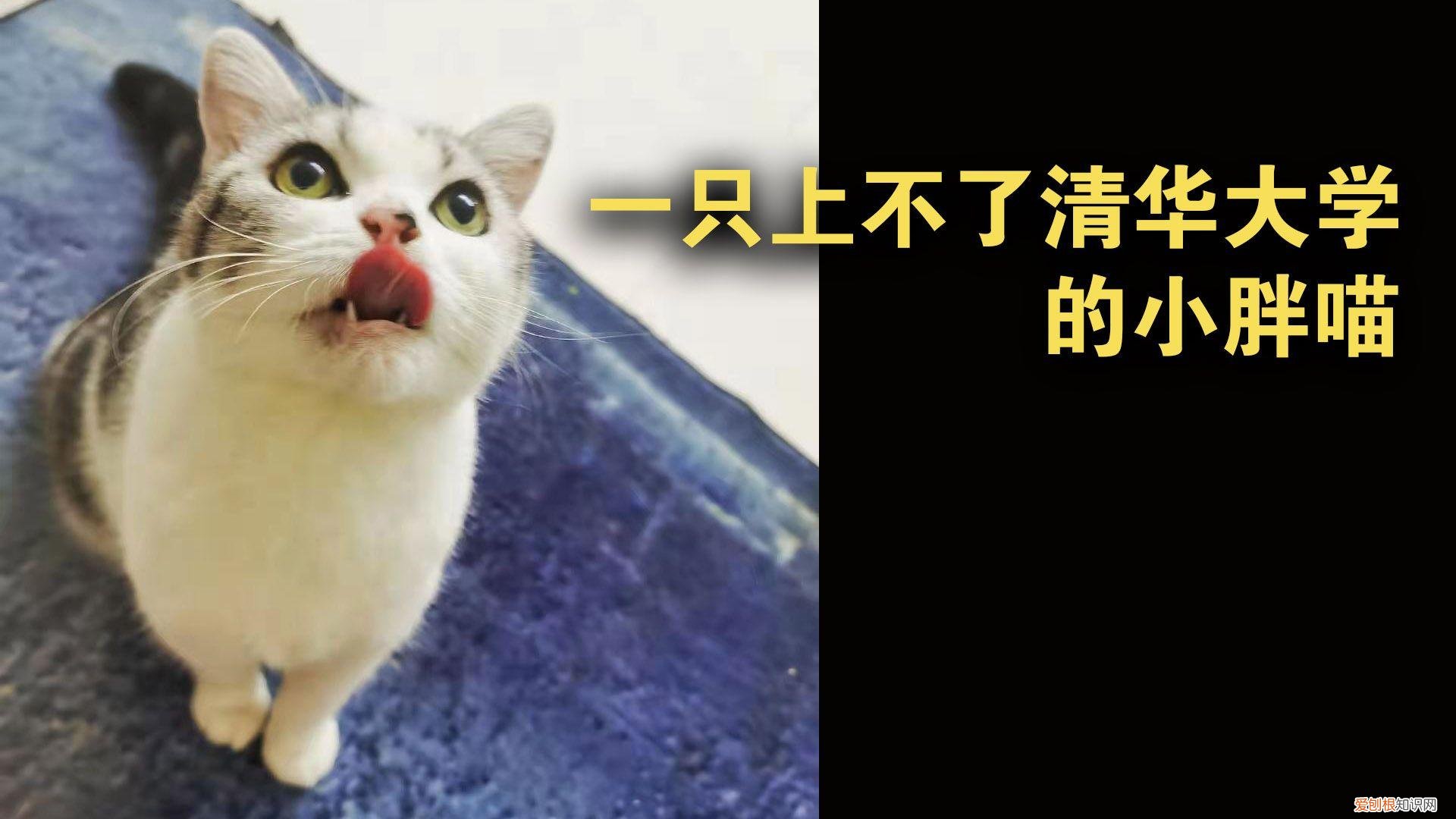 种花养花常识，可不可以给我普及一个养花小知识？
