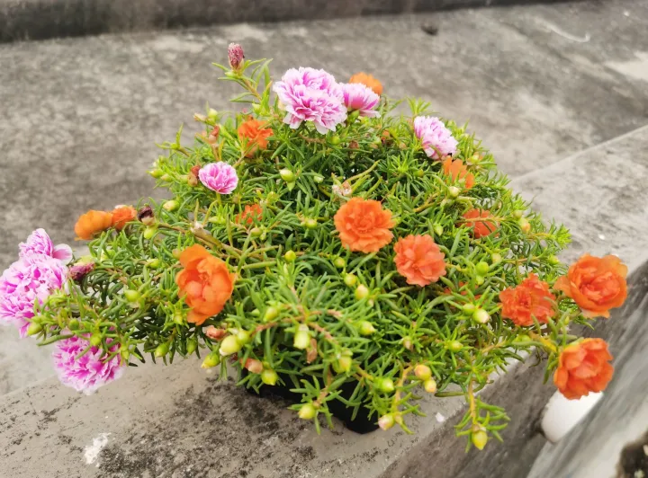 种花养花常识，可不可以给我普及一个养花小知识？