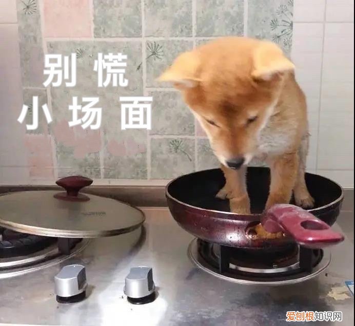 红伞伞,白杆杆,吃完就去躺板板 危！红伞伞，白杆杆，狗狗吃完躺板板！