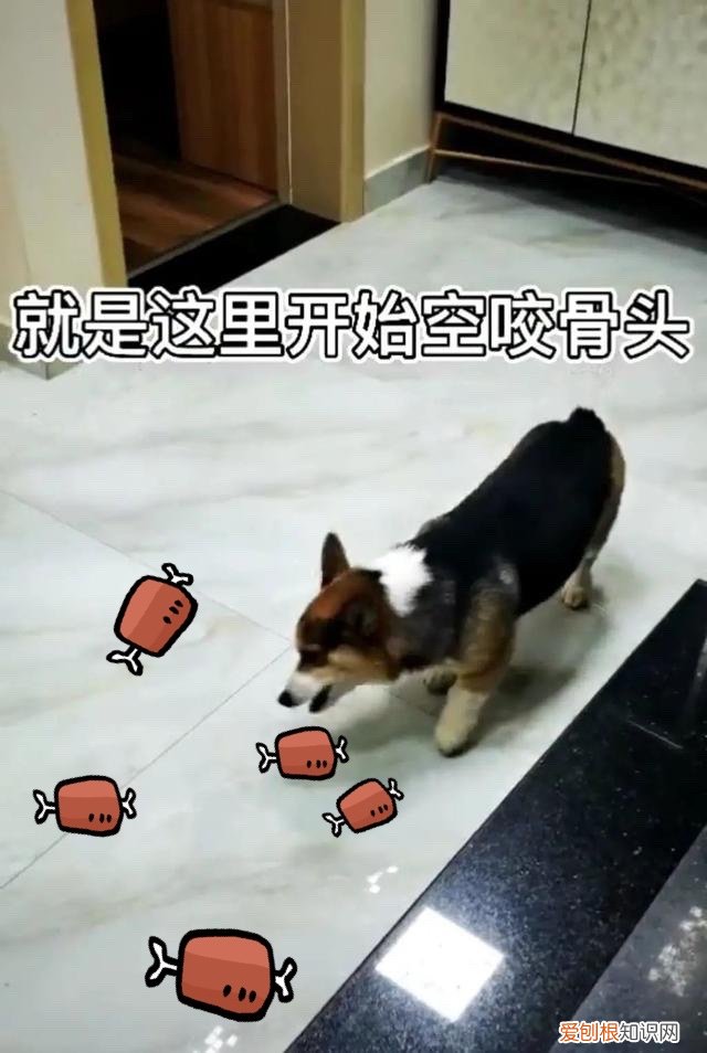 红伞伞,白杆杆,吃完就去躺板板 危！红伞伞，白杆杆，狗狗吃完躺板板！