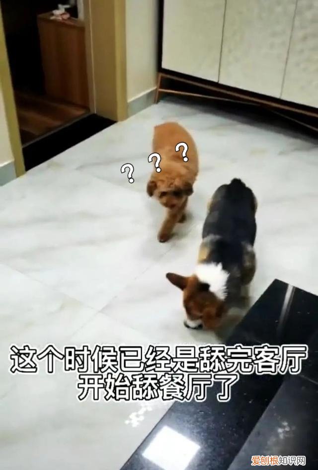 红伞伞,白杆杆,吃完就去躺板板 危！红伞伞，白杆杆，狗狗吃完躺板板！