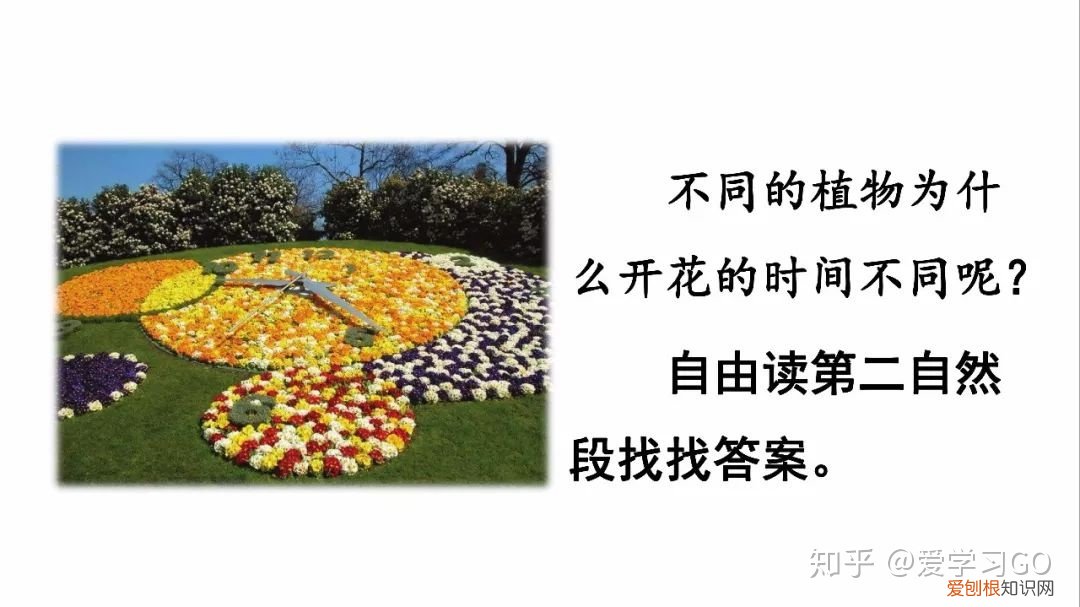 部编版三年级下册花钟第二课时教学设计，部编版三年级下册第13课《花钟》图文讲解+知识点梳理