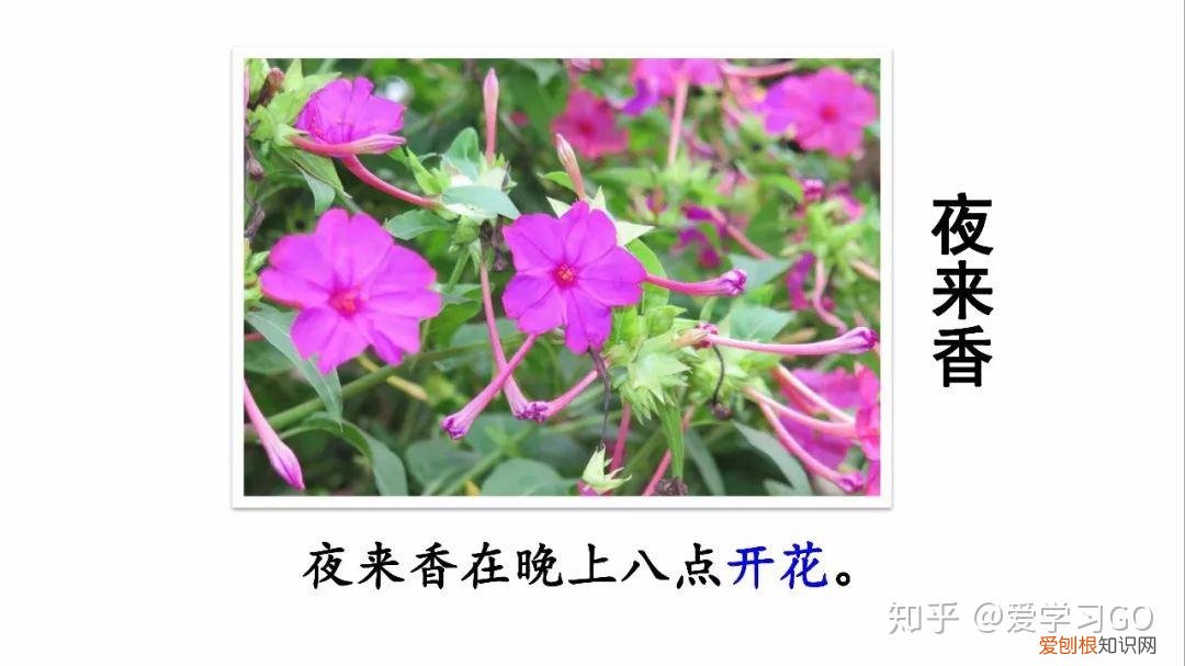 部编版三年级下册花钟第二课时教学设计，部编版三年级下册第13课《花钟》图文讲解+知识点梳理