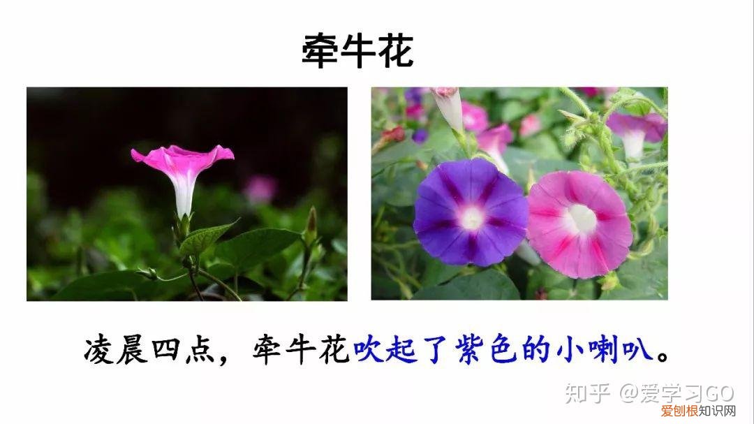 部编版三年级下册花钟第二课时教学设计，部编版三年级下册第13课《花钟》图文讲解+知识点梳理