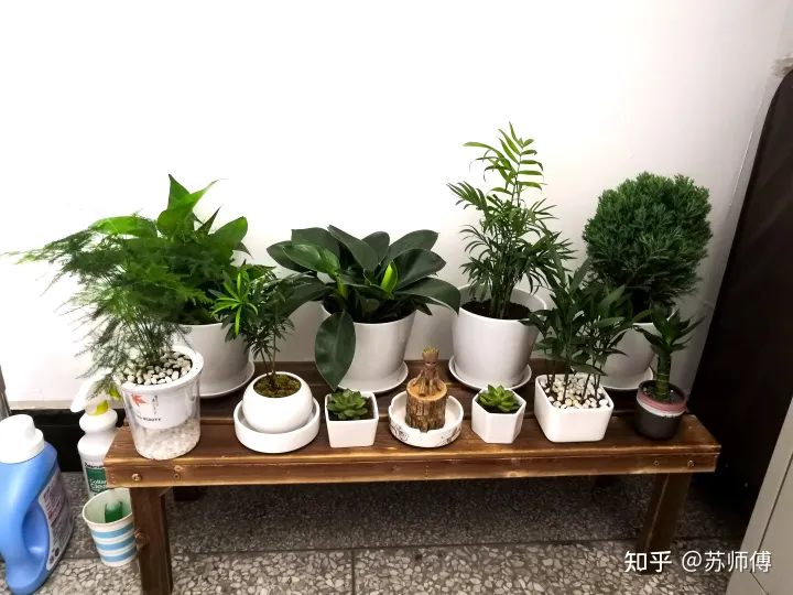 请讲述一个有关种植花草的故事，一张图一个故事——养花
