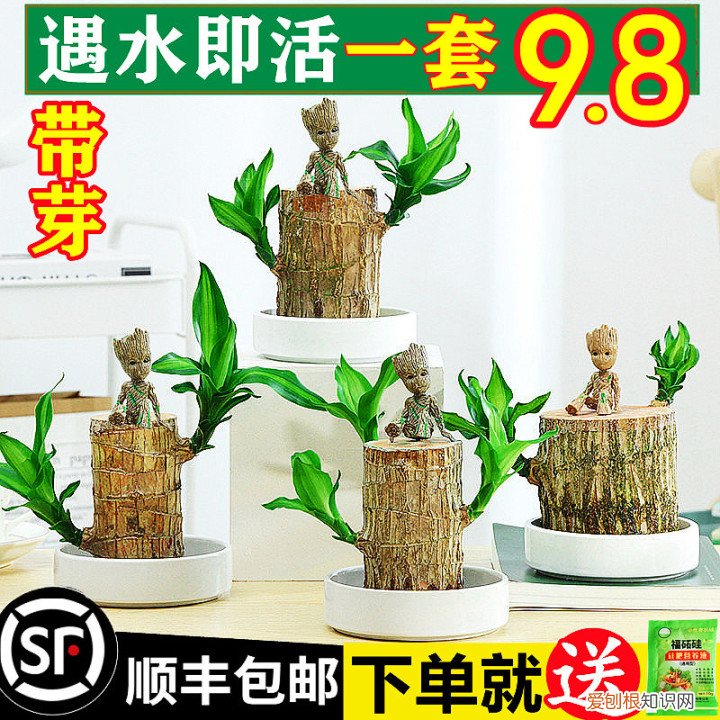 请讲述一个有关种植花草的故事，一张图一个故事——养花