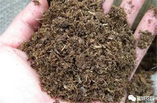 家庭养花手册，养花必修课，蓝妖教你认识最前沿的种植基质！