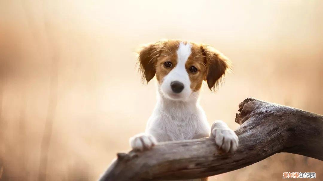 爱护流浪动物的倡议书作文，请转发！文明养犬、关爱流浪动物倡议书
