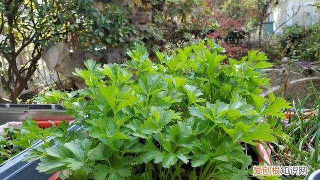 阳台可以种玫瑰花吗，阳台花卉玫瑰种植的基础知识