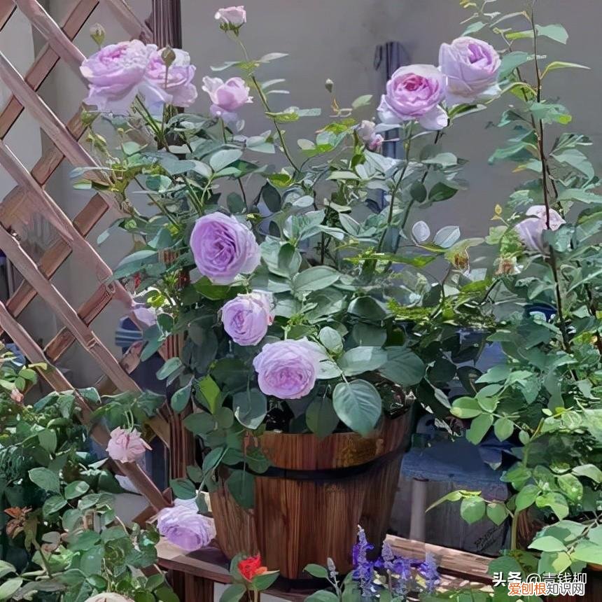 阳台可以种玫瑰花吗，阳台花卉玫瑰种植的基础知识