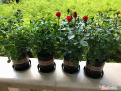 阳台可以种玫瑰花吗，阳台花卉玫瑰种植的基础知识