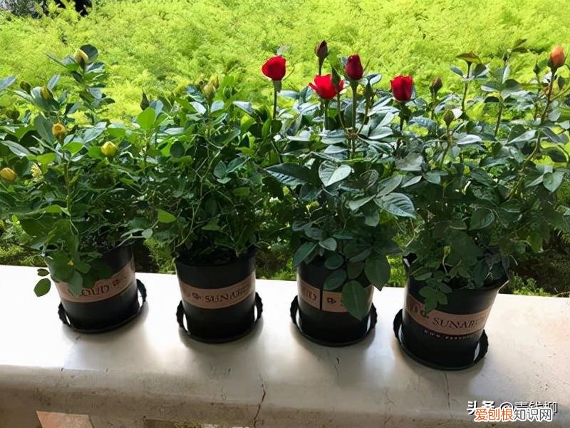 阳台可以种玫瑰花吗，阳台花卉玫瑰种植的基础知识