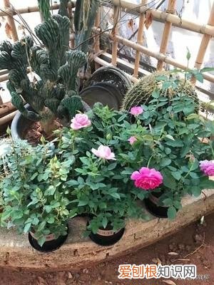 阳台可以种玫瑰花吗，阳台花卉玫瑰种植的基础知识