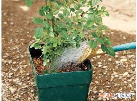 玫瑰月季如何培植，园艺课｜实用家庭玫瑰、月季种植新手入门养护术