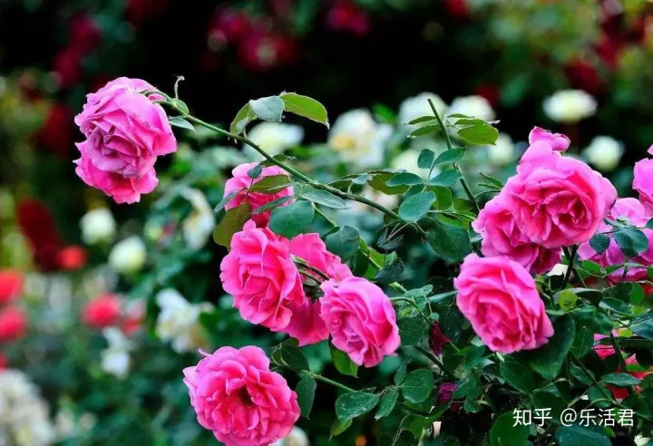 玫瑰月季如何培植，园艺课｜实用家庭玫瑰、月季种植新手入门养护术