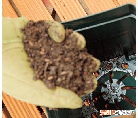 玫瑰月季如何培植，园艺课｜实用家庭玫瑰、月季种植新手入门养护术