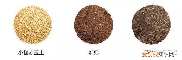 玫瑰月季如何培植，园艺课｜实用家庭玫瑰、月季种植新手入门养护术
