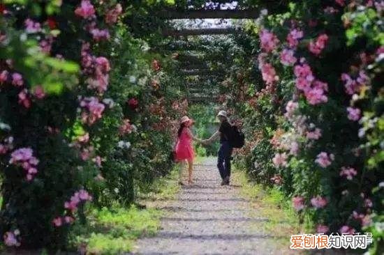 玫瑰月季如何培植，园艺课｜实用家庭玫瑰、月季种植新手入门养护术