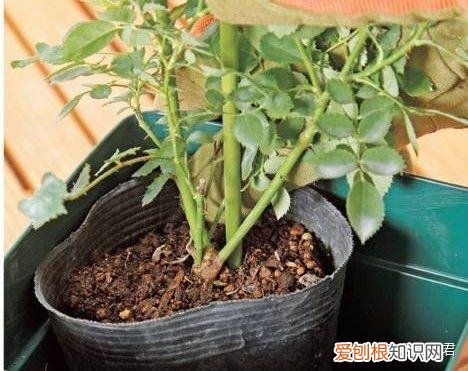 玫瑰月季如何培植，园艺课｜实用家庭玫瑰、月季种植新手入门养护术
