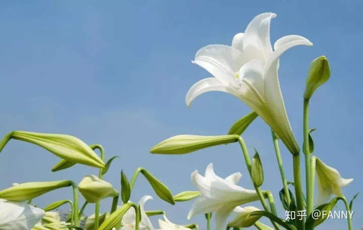 花的护理方法，花艺小知识——鲜花的保养小诀窍！