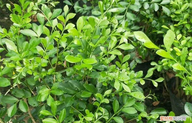 常见的盆花草及养护方式,养护方法 | 春季盆花养护有妙招,做对了能节约一半成本