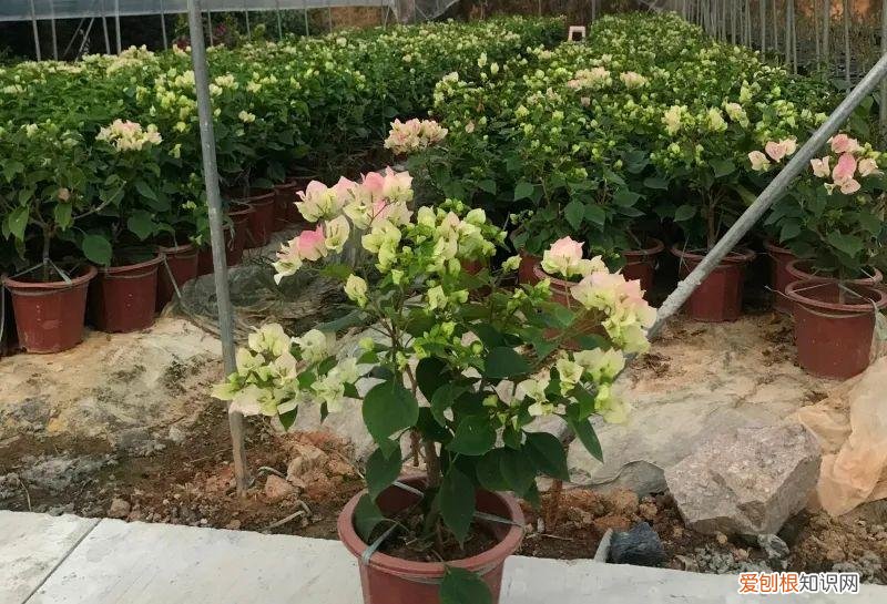 常见的盆花草及养护方式,养护方法 | 春季盆花养护有妙招,做对了能节约一半成本
