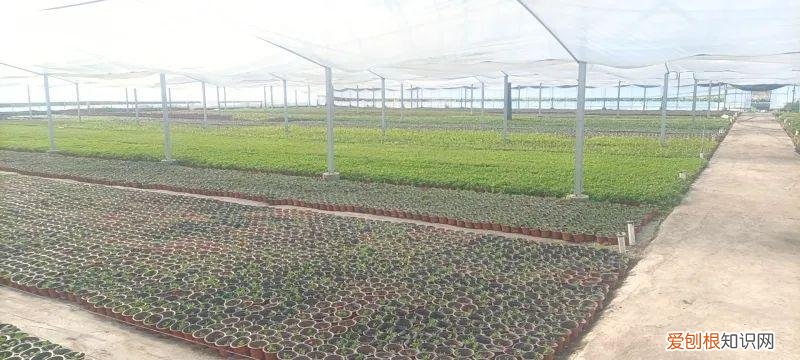 常见的盆花草及养护方式,养护方法 | 春季盆花养护有妙招,做对了能节约一半成本