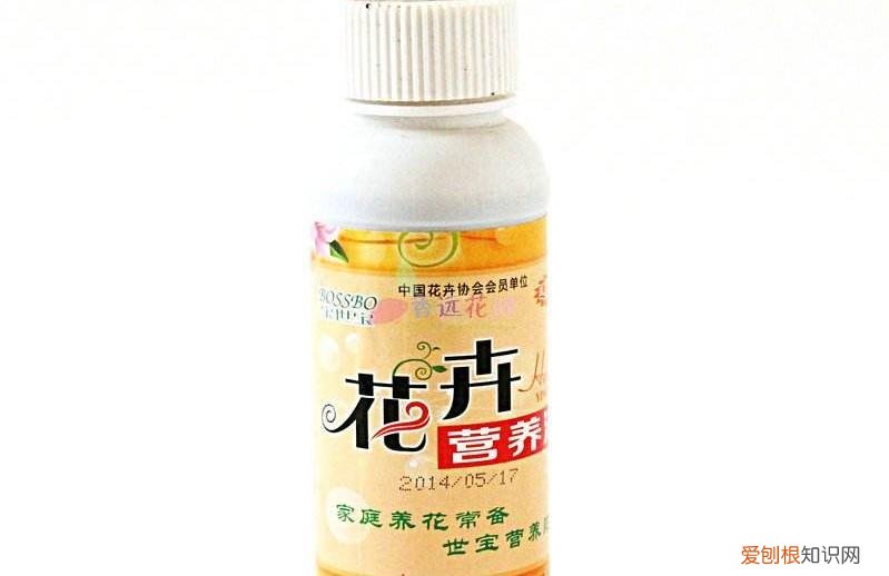 盆花的栽培管理包括哪些方面,盆花养护方法