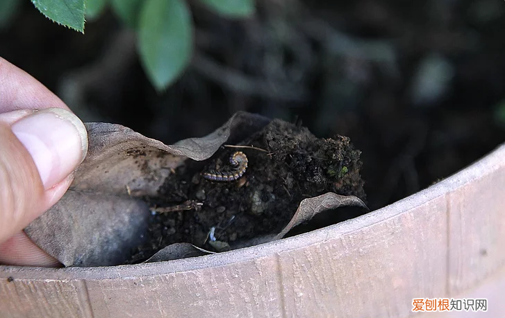 盆花的栽培管理包括哪些方面,盆花养护方法
