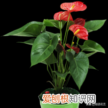 掌握四季盆花养护攻略,轻松养花的方法，掌握四季盆花养护攻略，轻松养花