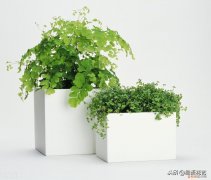 掌握四季盆花养护攻略,轻松养花的方法，掌握四季盆花养护攻略，轻松养花