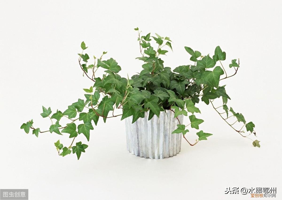 家庭盆花四季养护视频，家庭盆花四季养护