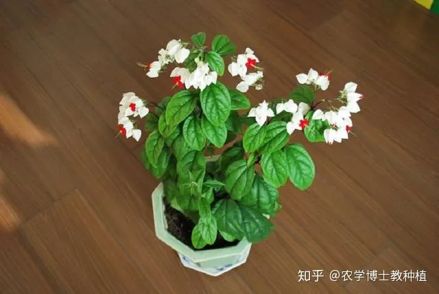龙吐珠花开，龙吐珠，花形奇特，犹如蟠龙吐珠！掌握花期调控技巧，四季开满盆