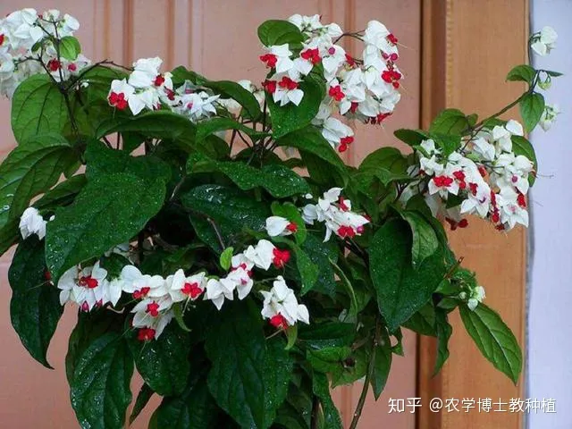 龙吐珠花开，龙吐珠，花形奇特，犹如蟠龙吐珠！掌握花期调控技巧，四季开满盆
