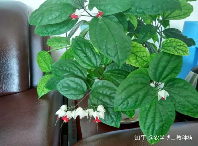 龙吐珠花开，龙吐珠，花形奇特，犹如蟠龙吐珠！掌握花期调控技巧，四季开满盆