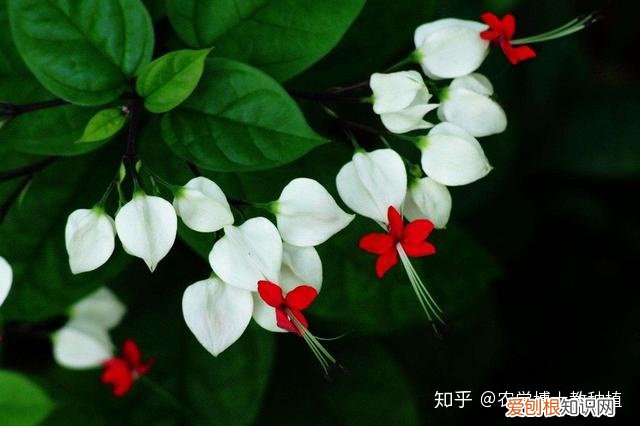 龙吐珠花开，龙吐珠，花形奇特，犹如蟠龙吐珠！掌握花期调控技巧，四季开满盆
