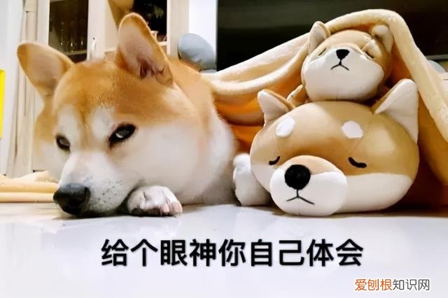 养狗有啥说法 据说养狗的人，都撒过这五个“谎”！