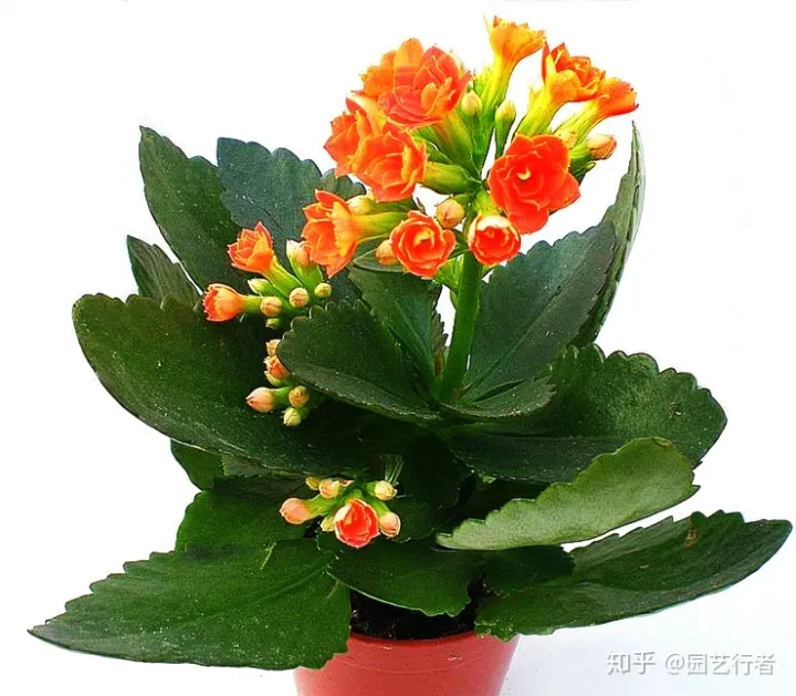 养花叶面肥,家养盆栽正确施肥,才能“叶茂、花繁、果硕”