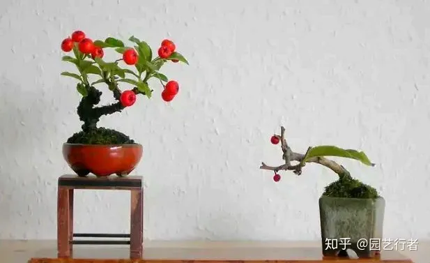 养花叶面肥,家养盆栽正确施肥,才能“叶茂、花繁、果硕”