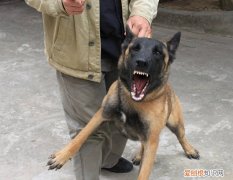 遵义狗咬死老人 贵阳发生恶犬伤人事件，小狗被咬死，老人全身被咬伤